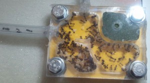 Messor barbarus petit module, [Blog] Les colonies de PasPayer
