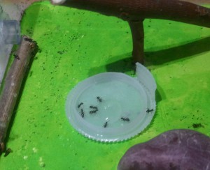 Lasius goute sucré, [Blog] Les colonies de PasPayer