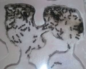 Lasius nid platre zoom, [Blog] Les colonies de PasPayer