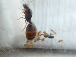 [BLOG]Solenopsis cf fugax par Zoura, P1020788.JPG