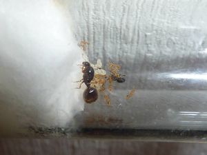 [BLOG]Solenopsis cf fugax par Zoura, P1020789.JPG