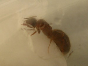 Profil (flou), [Lasius emarginatus] Demande d'identification