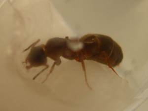 profil, [Lasius emarginatus] Demande d'identification
