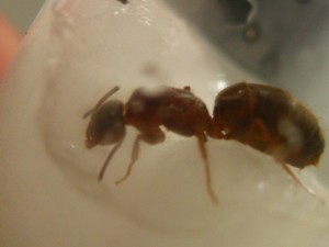 encore un profil, [Lasius emarginatus] Demande d'identification