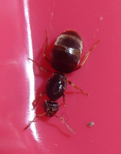 d'en haut, [Lasius sp. jaune] Demande d'identification 5 soeurs