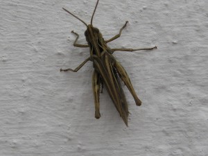 Sauterelle observant un combat de fourmi, Guerre entre Lasius in natura