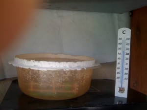 Température., Ma fondation Lasius. noire