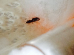 Gyne Brachymyrmex sp. aff. cordemoyi, [Blog] Plagiolepidini : cousines lointaines, enfin réunies !