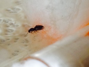 Gyne Brachymyrmex sp. aff. cordemoyi, [Blog] Plagiolepidini : cousines lointaines, enfin réunies !