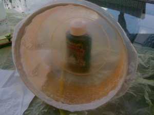 Ma fondation Lasius. noire, photo (3).JPG