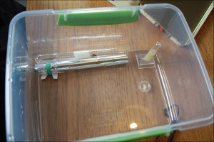 Gyne 1 dans son nouvel habitat - 07/09/2014, [Débutante] Ma première fondation : Lasius ?