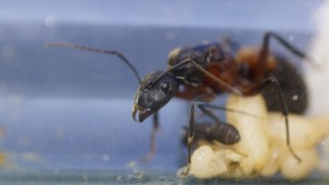 Camponotus cruentatus 4, [Blog] Les Camponotus cruentatus de Couloucha