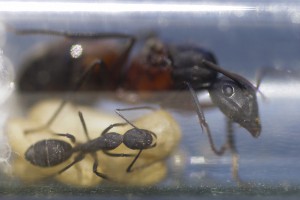 Camponotus cruentatus 6, [Blog] Les Camponotus cruentatus de Couloucha
