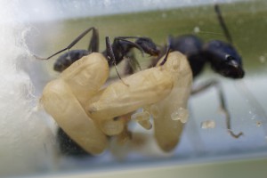 Camponotus cruentatus 7 - couvain, [Blog] Les Camponotus cruentatus de Couloucha