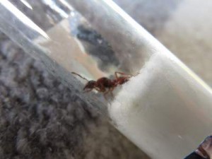 Rouge, et très éfilée, [Aphaenogaster subterranea, Manica rubida, Formica sp.] De retour de vacances ...