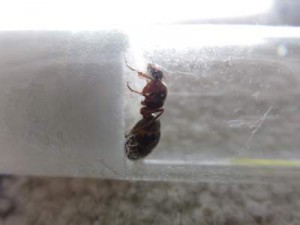 Gyne 3 : Formica, [Aphaenogaster subterranea, Manica rubida, Formica sp.] De retour de vacances ...
