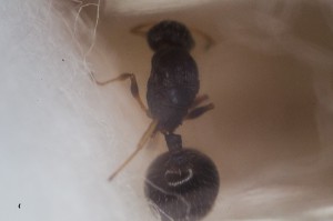 gyne, [Temnothorax nigriceps] Identification gyne