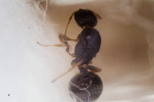 Gyne bis, [Temnothorax nigriceps] Identification gyne