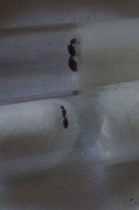 Gyne, [Temnothorax nigriceps] Identification gyne