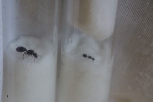 Gyne, [Temnothorax nigriceps] Identification gyne