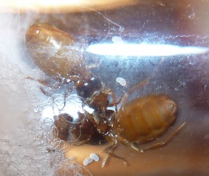 Des bidous jaune, [Lasius sp. jaune] Demande d'identification 5 soeurs