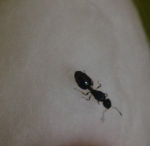 gyne, [Temnothorax nigriceps] Identification gyne