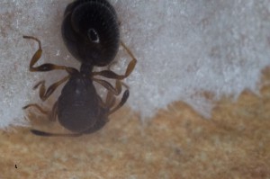 gyne, [Temnothorax nigriceps] Identification gyne