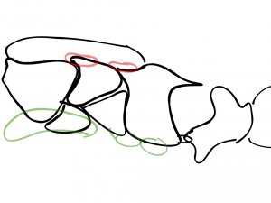 Dessin représentant le thorax d'une gyne et cicatrices ailaires &quot;distinctes&quot;, [Temnothorax nigriceps] Identification gyne