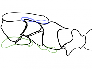 Dessin représentant le thorax d'une gyne et cicatrices ailaires &quot;indistinctes&quot;, [Temnothorax nigriceps] Identification gyne