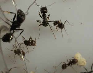 photo 1, Invasion de parasites ?