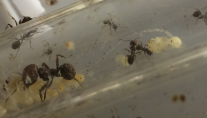 photo 2, Invasion de parasites ?