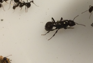 photo reine, Invasion de parasites ?