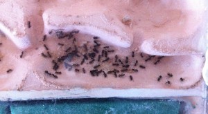 Le 4 juillet 2014, [Blog] Lasius emarginatus d'Elcia