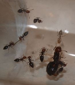 Les colonies de McKay, P4161156.JPG