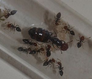 Les colonies de McKay, P4161159.JPG