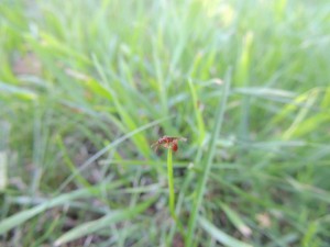 Essaimage Myrmica rubra, Les fourmis de Belle-Ile-en-Mer (56)