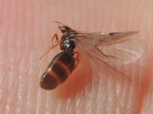 Gyne de Solenopsis fugax, Les fourmis de Belle-Ile-en-Mer (56)