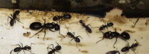 Deux gynes, [Camponotus vagus] deux gynes dans la colonie que je croyais Camponotus vagus