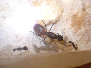 Les Camponotus de funkyben, DSC07006.JPG