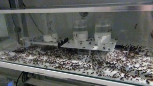 Installation durant mon absence, **Fin** [Blog] Camponotus thoracicus