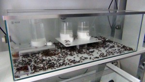 Aire de vie (à mon retour), **Fin** [Blog] Camponotus thoracicus