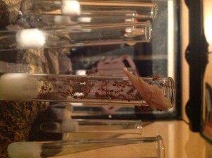 Oecophylla smaragdina, **Fin** [Blog] Oecophylla smaragdina, les tisserandes de Joachim