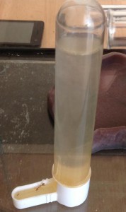 Oecophylla smaragdina - Abreuvoir / Miel, **Fin** [Blog] Oecophylla smaragdina, les tisserandes de Joachim