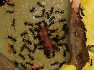 A table !, [Blog] Les Camponotus de Ezio