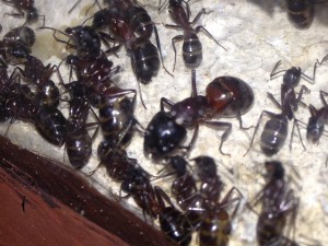 Polymorphisme chez C. ligniperda, [Blog] Mes Camponotus ligniperda 2