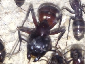Couleur chez Camponotus ligniperda, [Blog] Mes Camponotus ligniperda 2