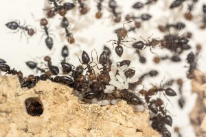 Crematogaster 1, Les colonies de Couloucha