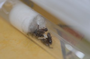 Colonie n°4, Gradient de pléométrose chez des Lasius sp noires