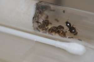 Colonie n°5, Gradient de pléométrose chez des Lasius sp noires
