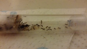 Vie d'une gyne un an après, CAM01353.jpg